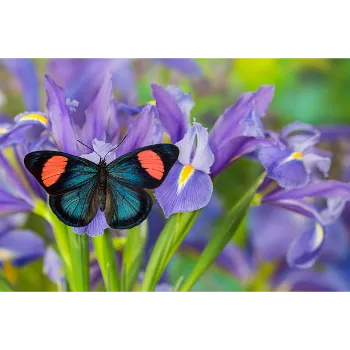 Purple Tropical Flower
